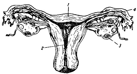 Рис. 3. Внутренние половые органы женщины. 1 - тело матки; 2 - шейка матки; 3 - яичник; 4 - труба