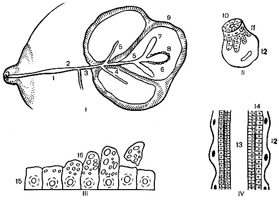 Рис.  1. Строение молочной железы (схема): (I -доля молочной железы; II - ацинус; III -апокриновая секреция; IV - экскреторный   каналец. 1 - молочный синус; 2 - млечный проток; 3 - междолевой проток; 4 - междольковый проток; 5 - внутридольковый проток; 6 - внутридольковая соединительная ткань; 7 - альвеолярный канал; 8 - ацинусы; 9 - меж-дольковая соединительная ткань; 10 - просвет; 11 -секреторные клетки; 12 - миоэпителиальные клетки; 13 - просвет; 14 - кубические и цилиндрические клетки; 15 - ядро и внутриклеточные органеллы; 16 - жировые гранулы.)
