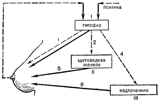 Рис. 4. Регуляция галактопоэза (схема). Обозначения те же, что на   рис.   2