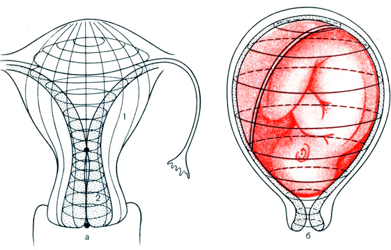 Рис. 3. Наружный и внутренний слой миометрия. а - небеременная матка; б - беременная матка; 1 - наружный слой миометрия в различных отделах небеременной (а) и беременной (б) матки, 2 - внутренний слой
