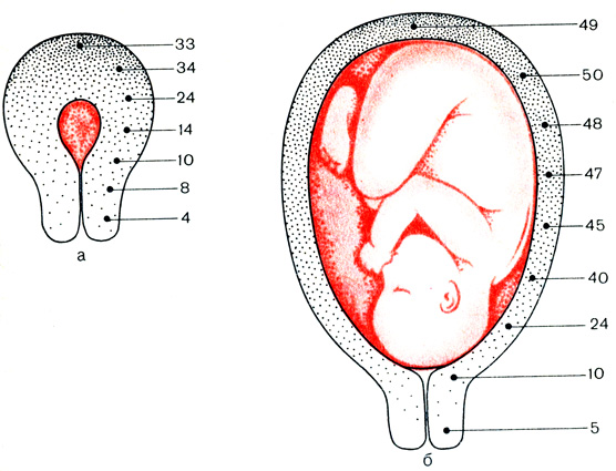 Рис. 4. Процентное содержание мышечных волокон в ткани миометрия в различных отделах небеременной (а) и беременной (б) матки