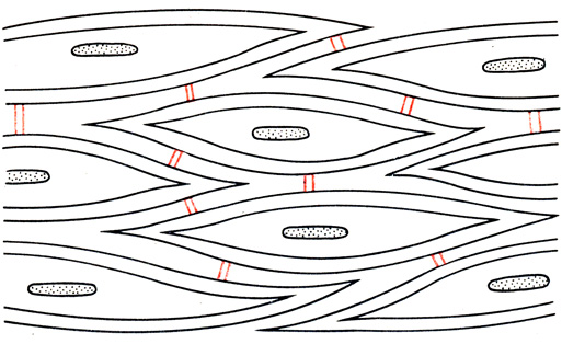 Рис. 5. Строение гладкомышечных клеток в пучке миометрия (схема)
